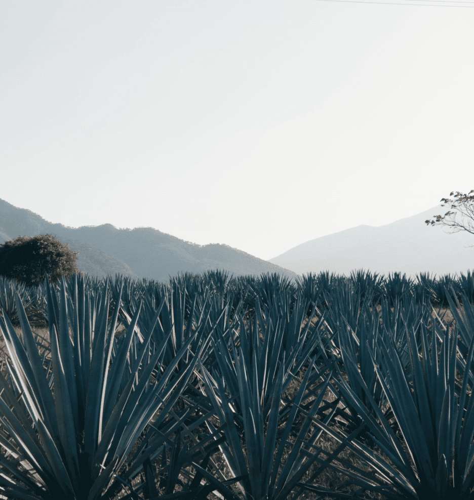 Heritage Blue Weber Agave