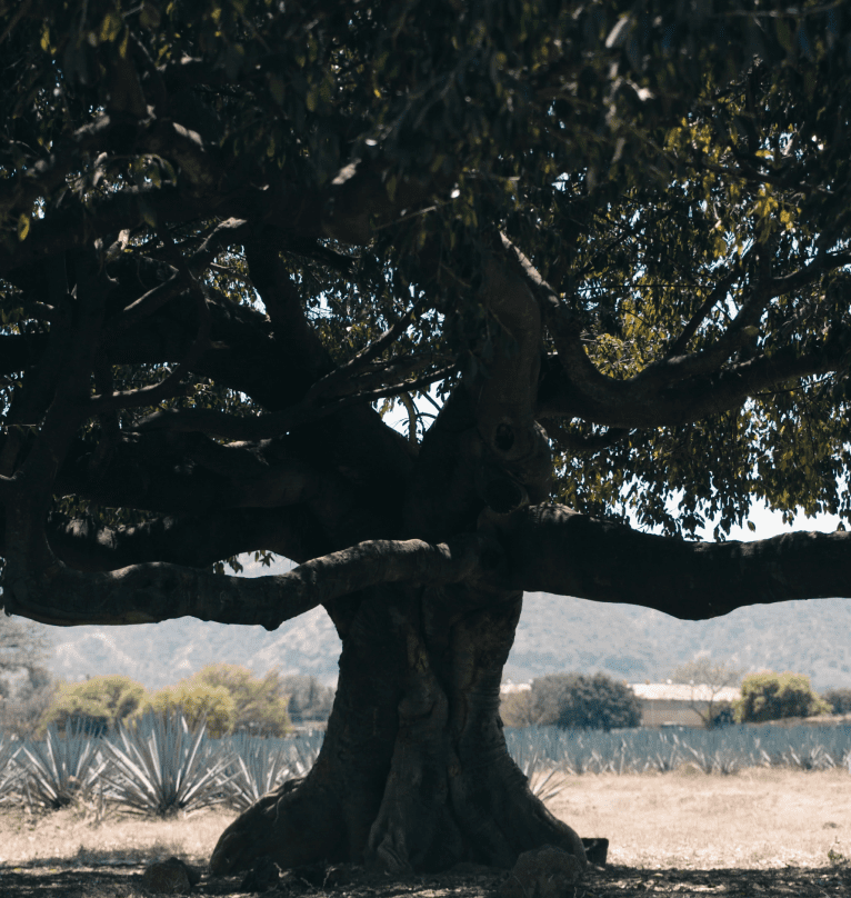 Sustainability Commitment