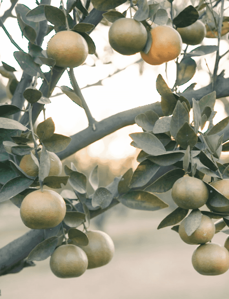Citrus trees surrounding the Casa Herradura distillery